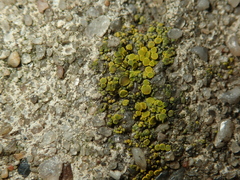 Candelariella vitellina