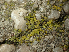 Candelariella vitellina