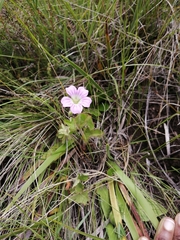 Geranium schlechteri