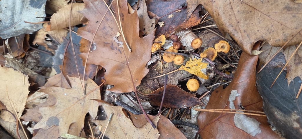 Xeromphalina campanelloides · November 2025 · photo: © wf_mi (iNaturalist, cc-by)