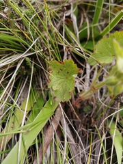 Geranium schlechteri