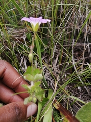 Geranium schlechteri