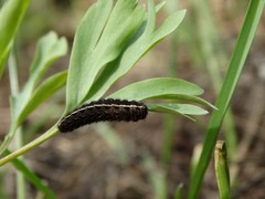 Parnassius stubbendorfii
