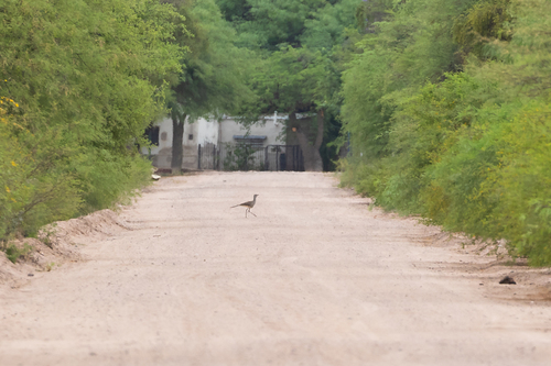 Black-legged Seriema (Chunga burmeisteri), photo 7