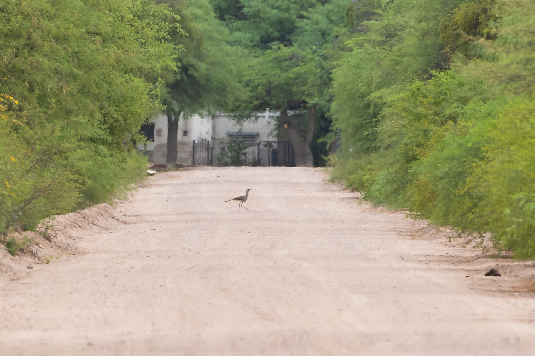Black-legged Seriema (Chunga burmeisteri), photo 5