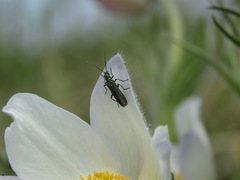 Oedemera virescens