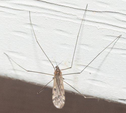 Unknown species found near Old Fort Rd, Blacksburg, Virginia, USA