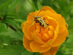 Brachyta interrogationis