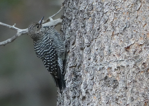 iNaturalist observation photo of Williamson's Sapsucker