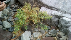 Physalis crassifolia infundibularis