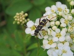 Clytus arietoides