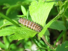 Melitaea didyma
