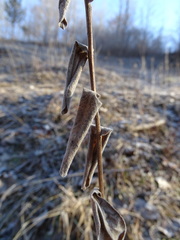 Solidago rigida rigida