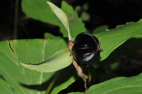 jewelled wakerobin (Trillium simile)