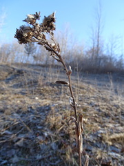 Solidago rigida rigida