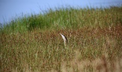 Botaurus poiciloptilus