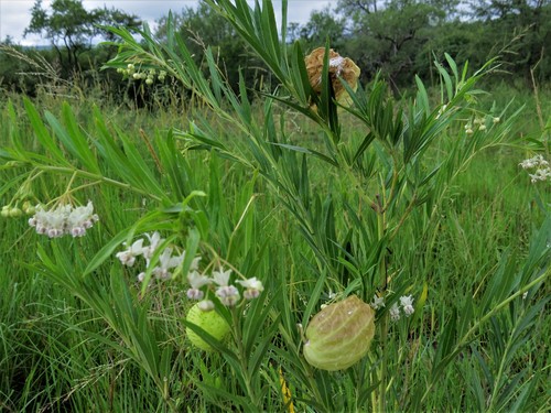 Gomphocarpus physocarpus image