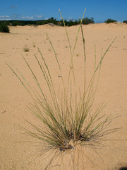 Festuca beckeri