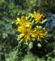 Lactuca quercina