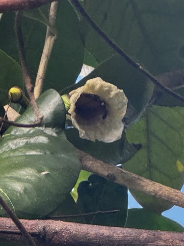 Amphitecna latifolia, photograph 5