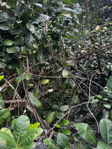 Amphitecna latifolia, photograph 4