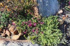 Indigofera sp-aff-humifusa