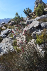 Erica glauca glauca