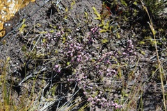 Erica cuscutiformis
