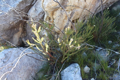 Image of Berzelia squarrosa by (c) Brian du Preez, some rights reserved (CC BY-SA)