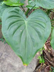 Alocasia cucullata