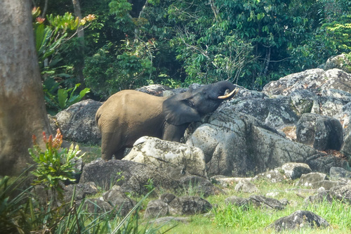 Forest Elephant