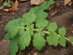 Chelidonium majus
