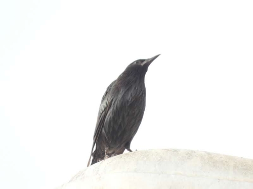 Spotless Starling