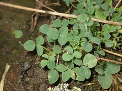 Medicago lupulina