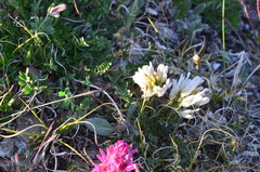 Astragalus pseudoadsurgens