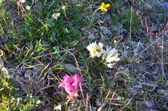 Astragalus pseudoadsurgens