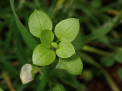 Stellaria media