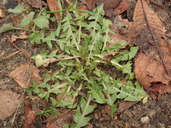Taraxacum officinale