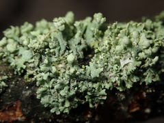 Physcia adscendens