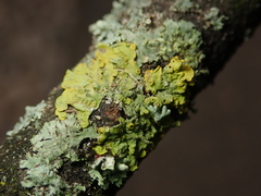 Xanthoria parietina