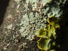 Phaeophyscia orbicularis