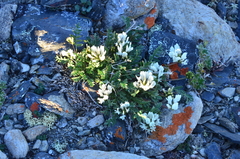 Astragalus pseudoadsurgens