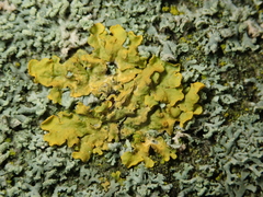 Xanthoria parietina