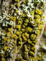 Candelariella xanthostigma