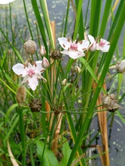 Butomus umbellatus