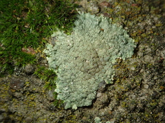 Protoparmeliopsis muralis