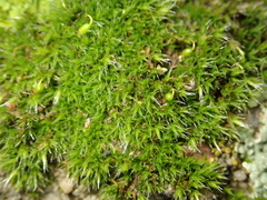 Grimmia pulvinata