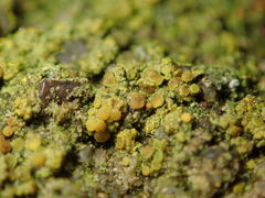 Candelariella vitellina