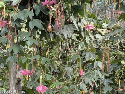 Passiflora tarminiana (Passiflora tarminiana)