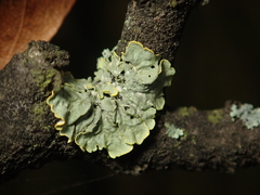 Xanthoria parietina